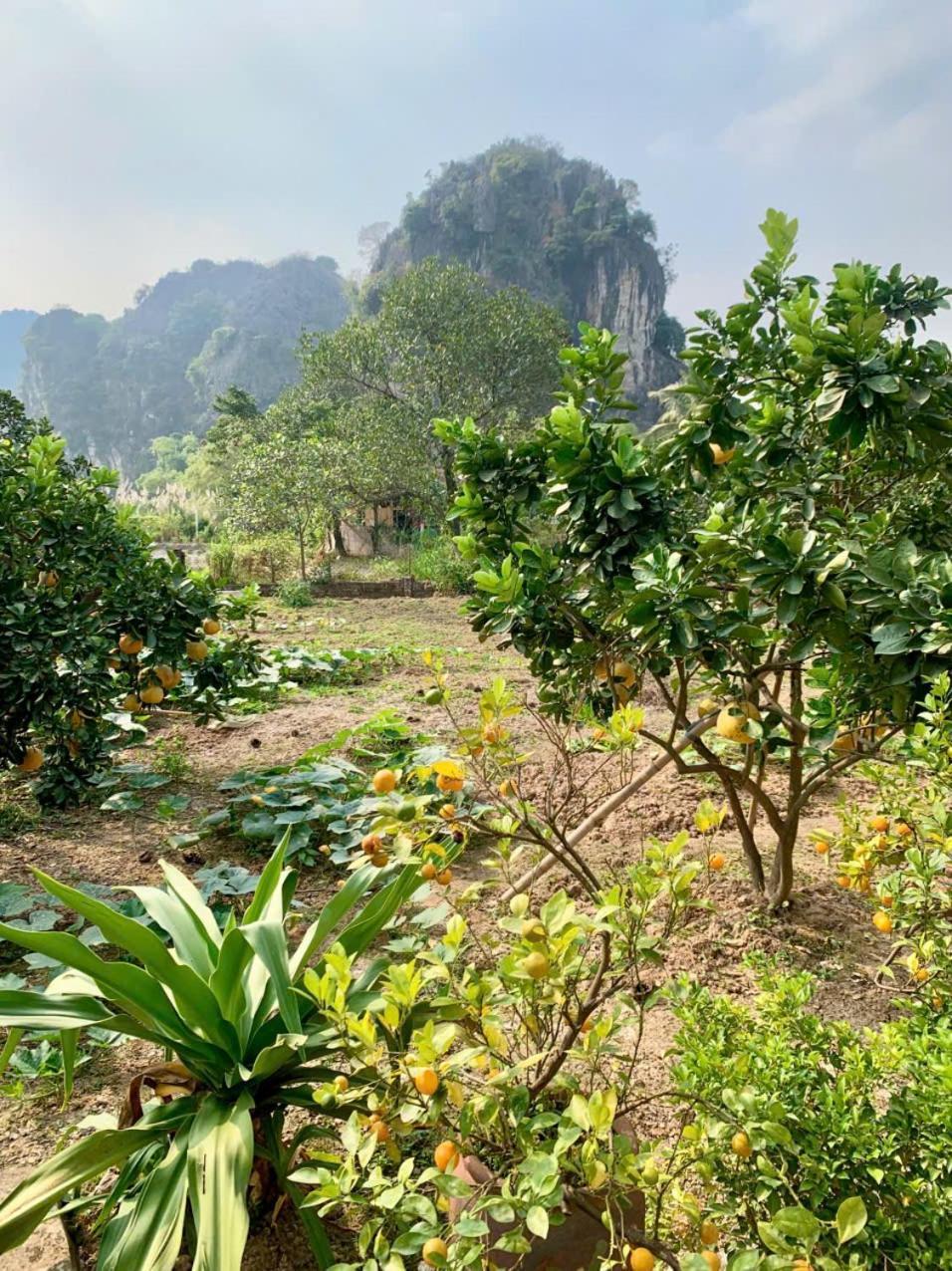 Blue Garden Homestay Ninh Bình Exteriör bild
